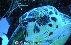 This green sea turtle became interested in my yellow came... by Chuck Ince 